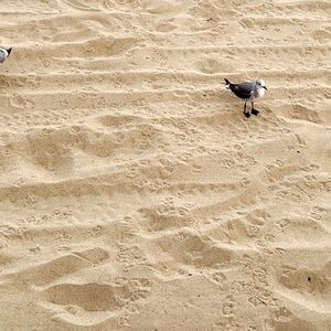 Meet your Posher, Pamela